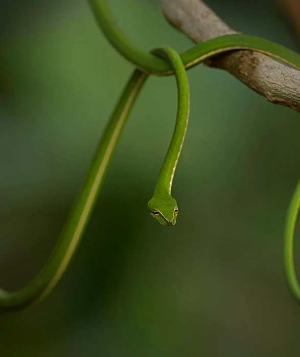 a close up of a green snake on a branch, by Sven Erixson, pexels contest winner, hurufiyya, long vines, shot with sony alpha, tall thin, first light