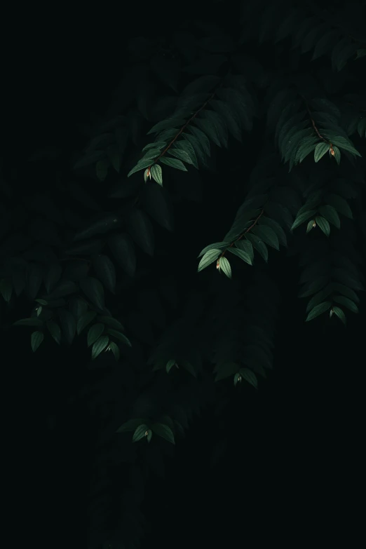 green leaves against a black background, an album cover, inspired by Elsa Bleda, unsplash contest winner, nighttime, dark. no text, up there, forested