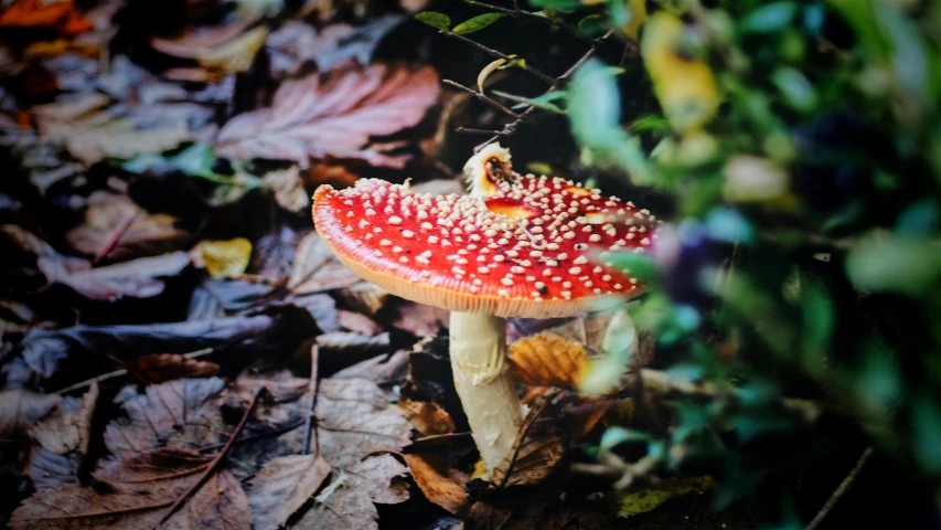 a close up of a mushroom on the ground, by Anna Haifisch, unsplash, 🦩🪐🐞👩🏻🦳, brilliantly coloured, shot on expired instamatic film, autum garden