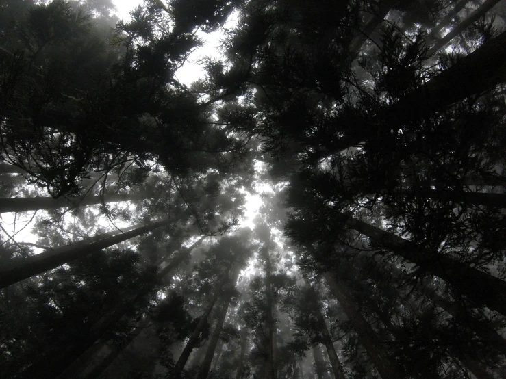 a black and white photo of a forest, pexels contest winner, show from below, eery, fir forest, ((trees))