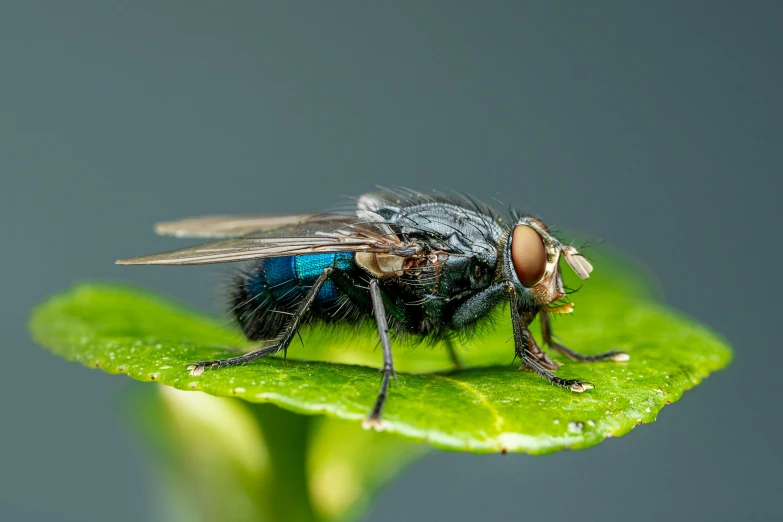 a close up of a fly on a leaf, by Jan Rustem, pexels contest winner, hurufiyya, full body shot close up, profile image, family photo, black