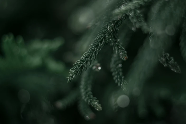 a close up of a pine tree with drops of water on it, inspired by Elsa Bleda, trending on pexels, monochromatic green, taken with canon 5d mk4, creepy sigma 75mm, greens)