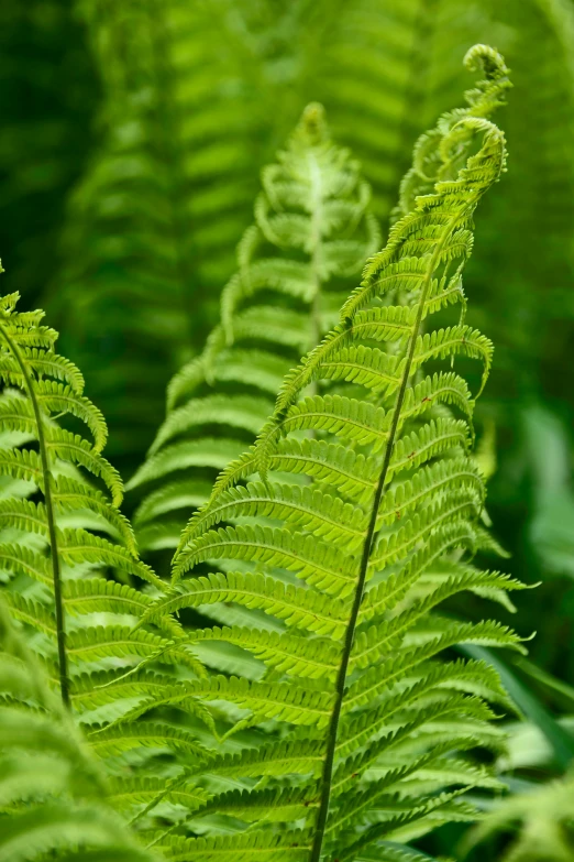 a close up of a plant with lots of green leaves, tree ferns, paul barson, sleek spines, waving