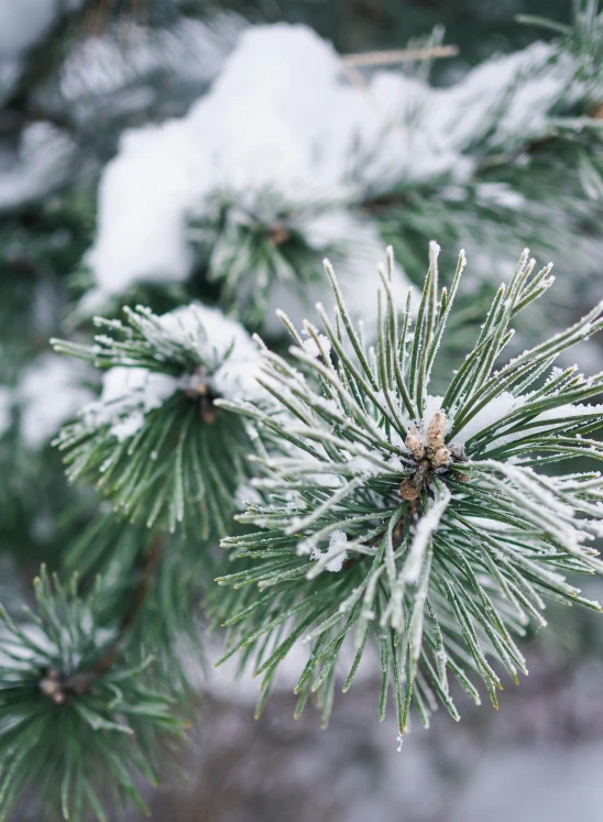 a close up of a pine tree covered in snow, shot with premium dslr camera, 2019 trending photo