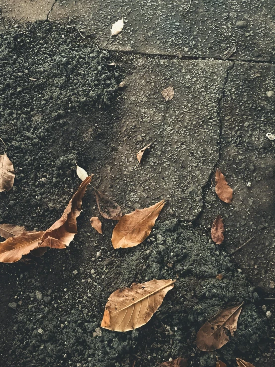 a red fire hydrant sitting on top of a sidewalk, an album cover, inspired by Elsa Bleda, trending on unsplash, concrete art, dried leaves, dark grey and orange colours, texture detail, covered in dirt