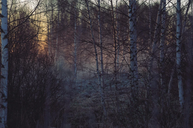 a fire hydrant sitting in the middle of a forest, a picture, inspired by Elsa Bleda, pexels contest winner, tonalism, birches, crepuscule, grey, medium format. soft light