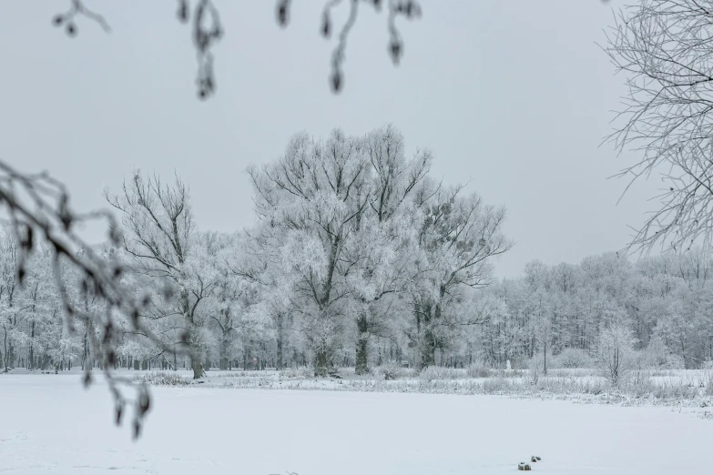 a herd of sheep standing on top of a snow covered field, big oak trees, today\'s featured photograph 4k, looking through frosted glass, white and grey