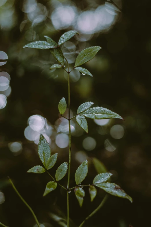 a close up of a plant with leaves, inspired by Elsa Bleda, trending on unsplash, an image of a moonlit forest, delicate rain, bokeh. i