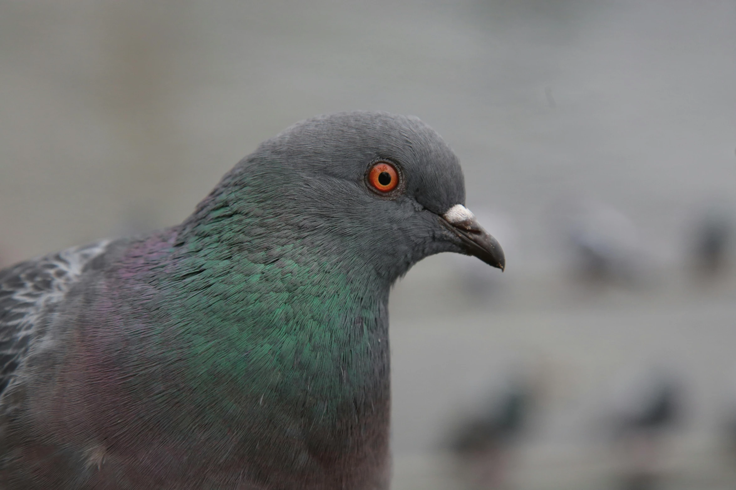 a close up of a pigeon with a blurry background, by Jan Tengnagel, pexels contest winner, multi - coloured, gray, male and female, mid 2 0's female