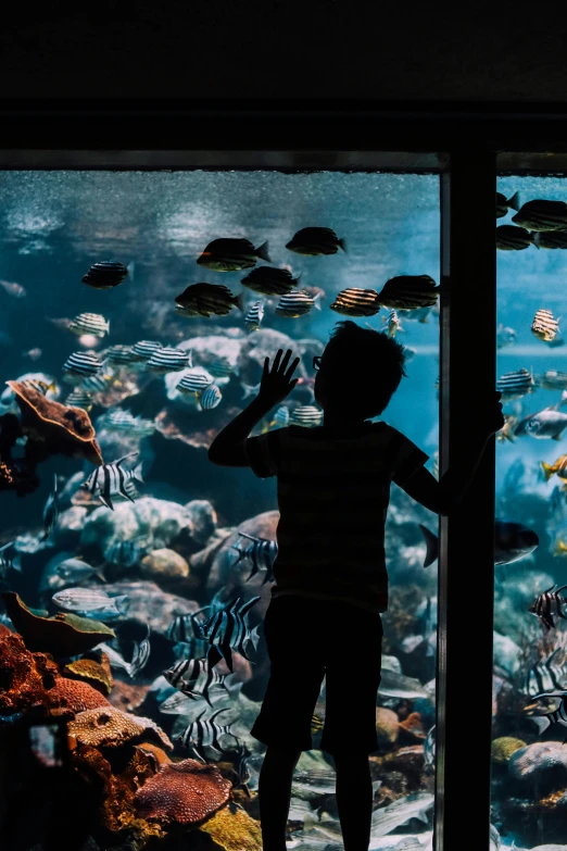 a person standing in front of a window looking at a fish tank, by Elizabeth Durack, pexels contest winner, panoramic view of girl, boys, shafts of light, waving