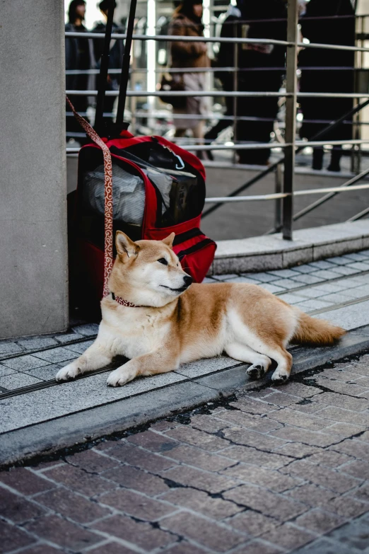 a dog that is laying down on the ground, inspired by Shiba Kōkan, trending on unsplash, carrying a saddle bag, sitting in tokyo, luggage, looking off to the side