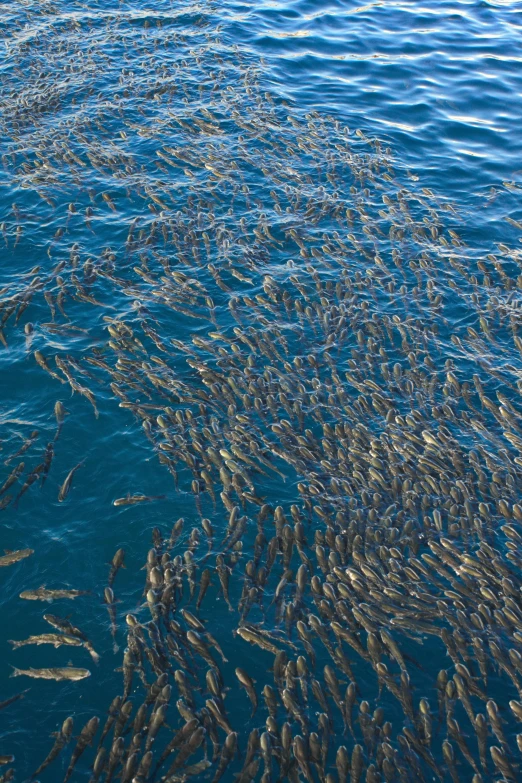 a group of fish swimming in a body of water, very crowded, on the ocean, swirling silver fish, ready to eat