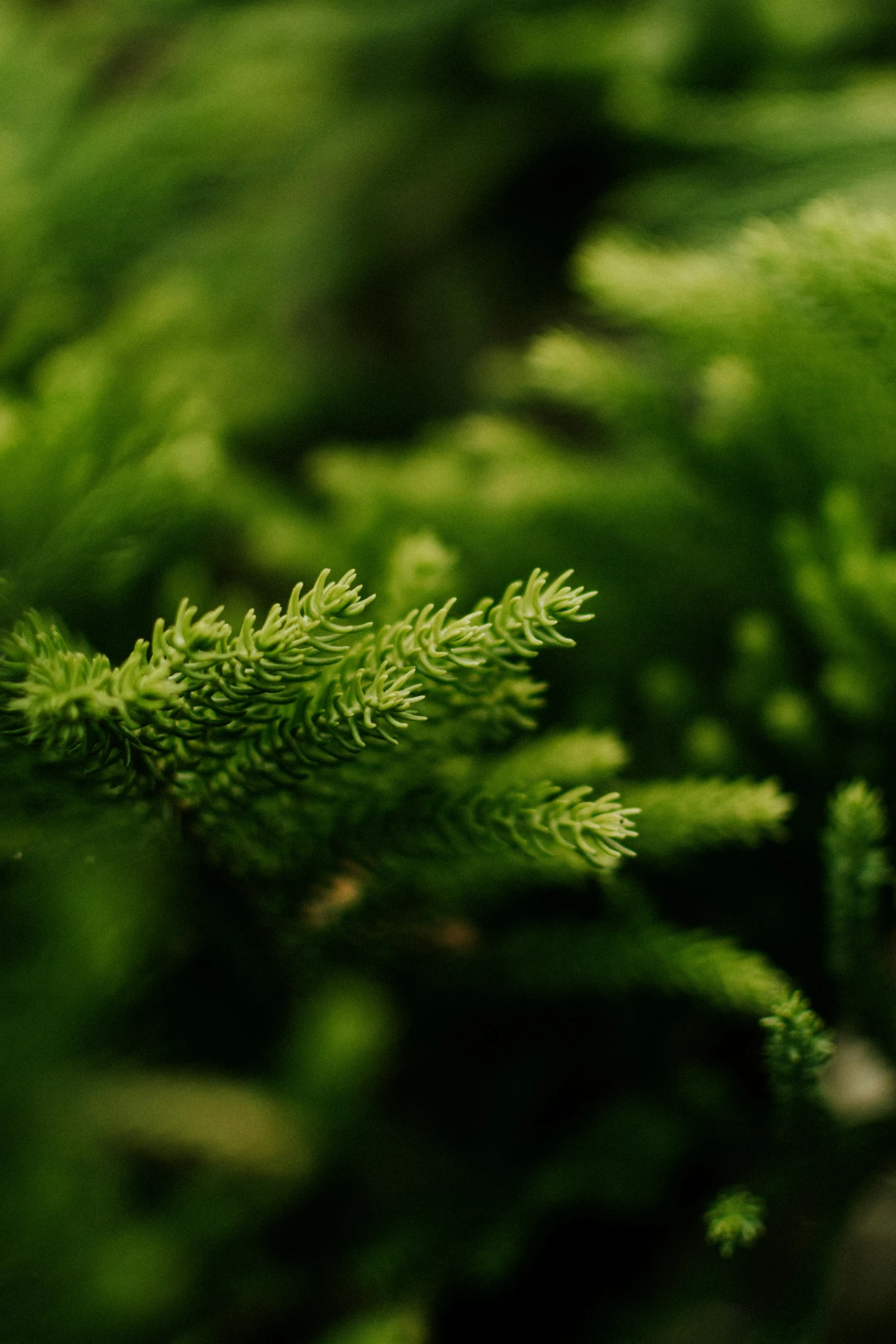 a close up of a branch of a pine tree, a macro photograph, unsplash, moss terrarium, full frame image, it\'s name is greeny, a high angle shot