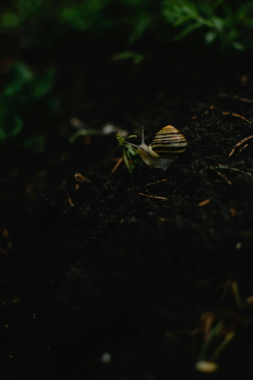 a snail crawling on the ground in a garden, a macro photograph, by Sebastian Spreng, unsplash, grainy footage, low key, medium-shot, farming