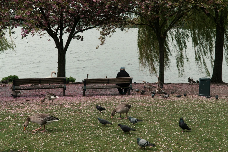 a man sitting on a park bench surrounded by birds, pink tree beside a large lake, 2022 photograph, vancouver, gooses