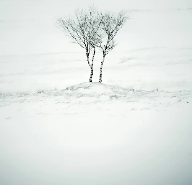 a lone tree in the middle of a snowy field, a picture, unsplash contest winner, minimalism, birch trees, ((trees)), threes, shot on hasselblad