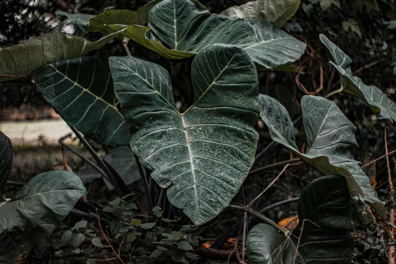 a plant that is growing out of the ground, inspired by Elsa Bleda, pexels contest winner, renaissance, big leaf bra, lush jungle, deep jungle texture, ignant