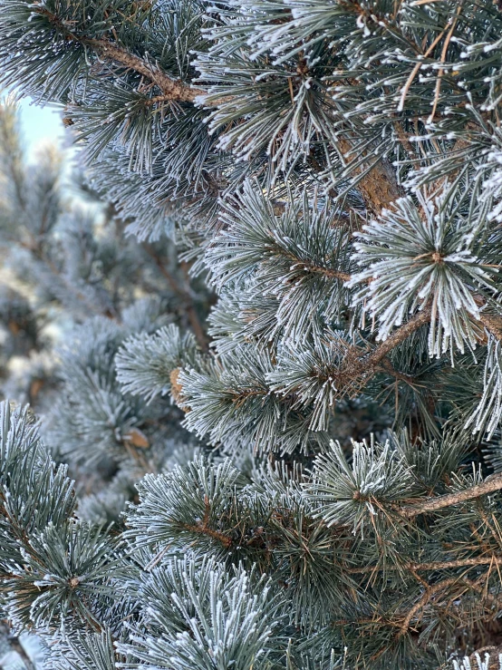 a close up of a pine tree with snow on it, slide show, blue and gray colors, frosted, hi-res