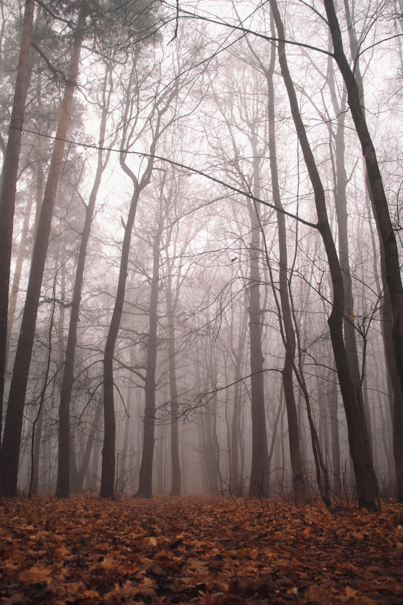 a foggy forest filled with lots of trees, by Wolfgang Zelmer, bare trees, grey, mist low over ground, ((trees))