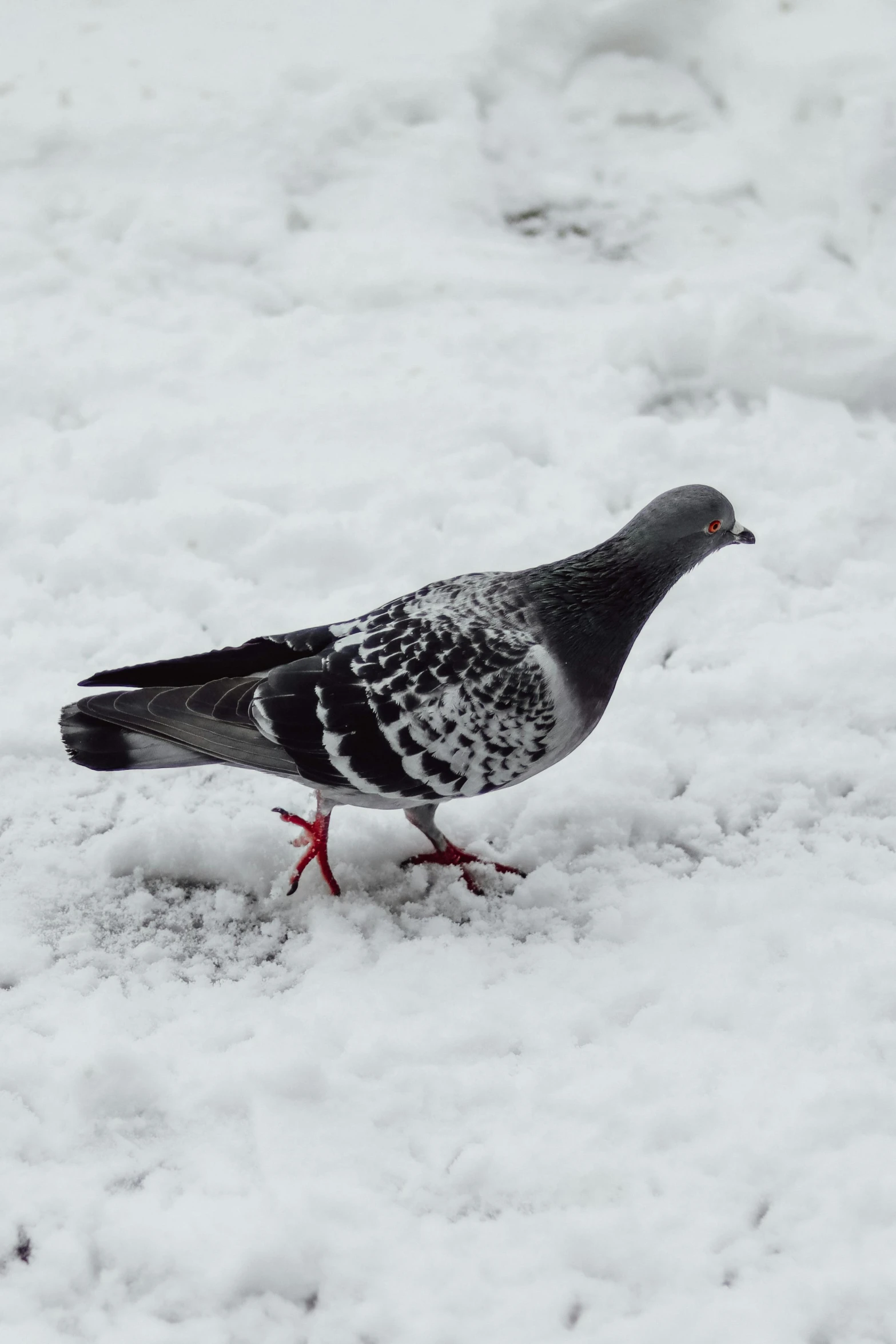 a pigeon that is standing in the snow, heavily ornamental, with a white nose, a high angle shot, heavily downvoted