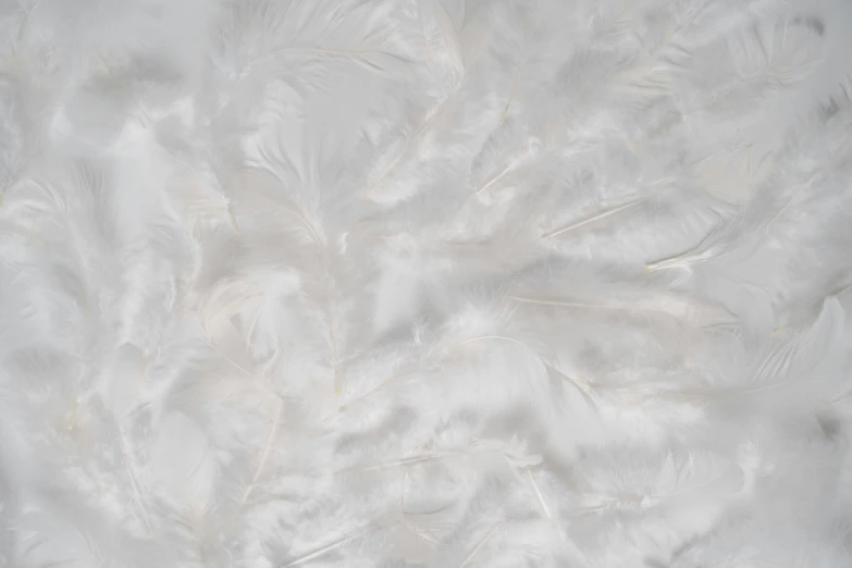 a close up of a bunch of white feathers, inspired by Anna Füssli, arabesque, velvet tablecloth, glossy white, product shot, cotton fabric