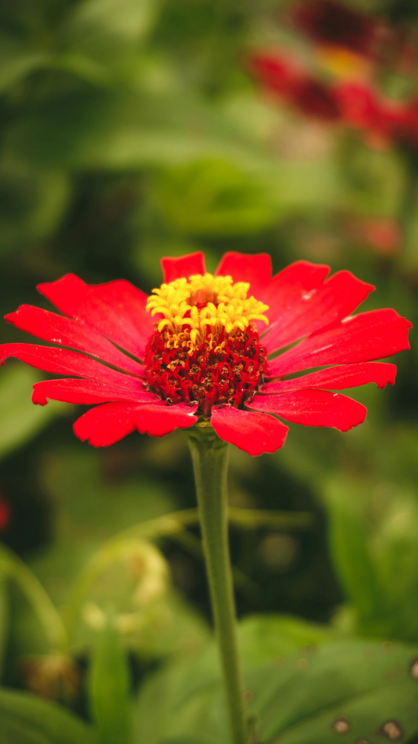 a red flower with a yellow center surrounded by green leaves, persian queen, no cropping, a brightly coloured, crimson - black beehive