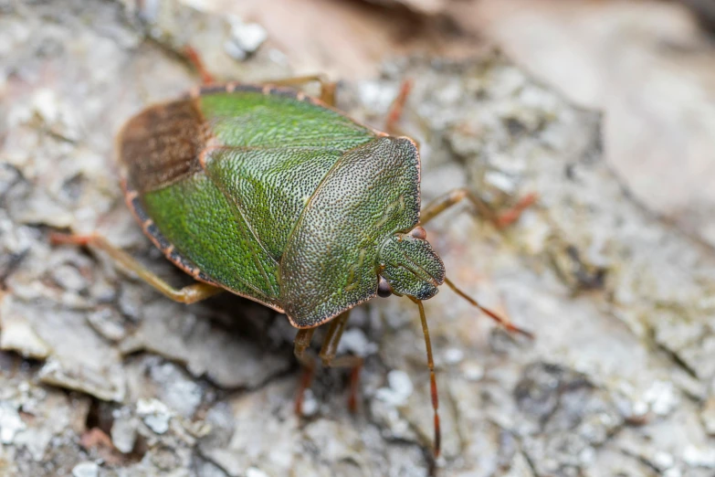 a close up of a green bug on a rock, a wooden, grey, horned, leaf