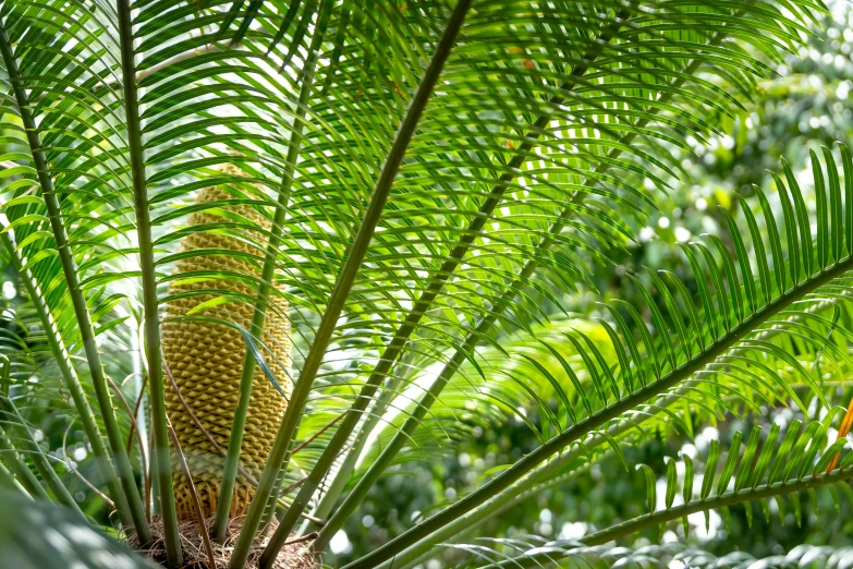 a close up of a tree with green leaves, by Susan Weil, hurufiyya, palm pattern visible, cone shaped, tropical setting, curved