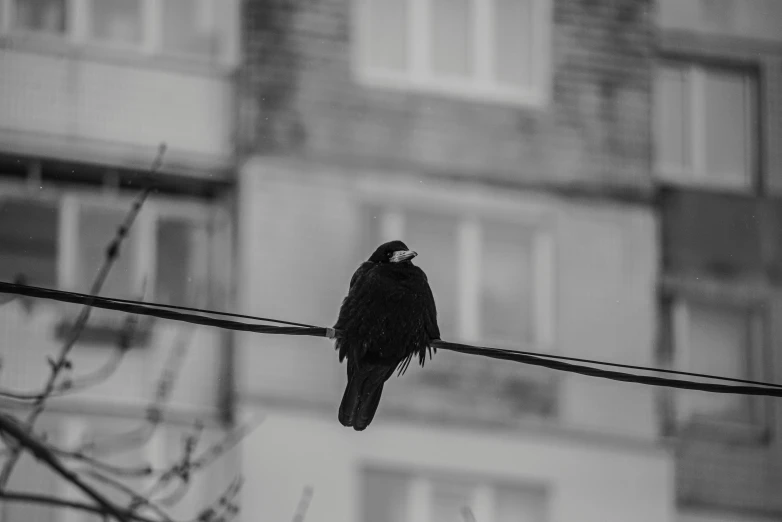 a black and white photo of a bird on a wire, by Emma Andijewska, pexels contest winner, dressed in black, in the city, !! low contrast!!, artyom turskyi