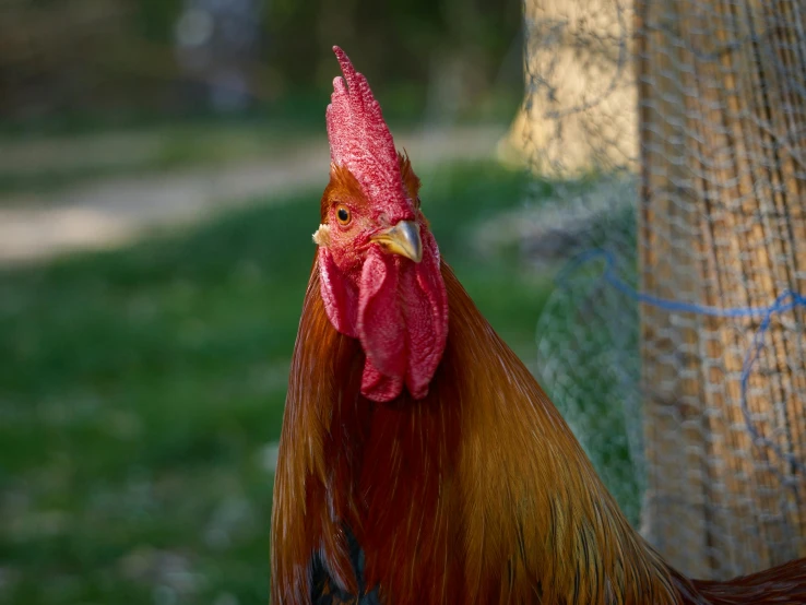 a close up of a rooster near a fence, he has an elongated head shape, red mesh in the facede, long pointy ears, paul barson