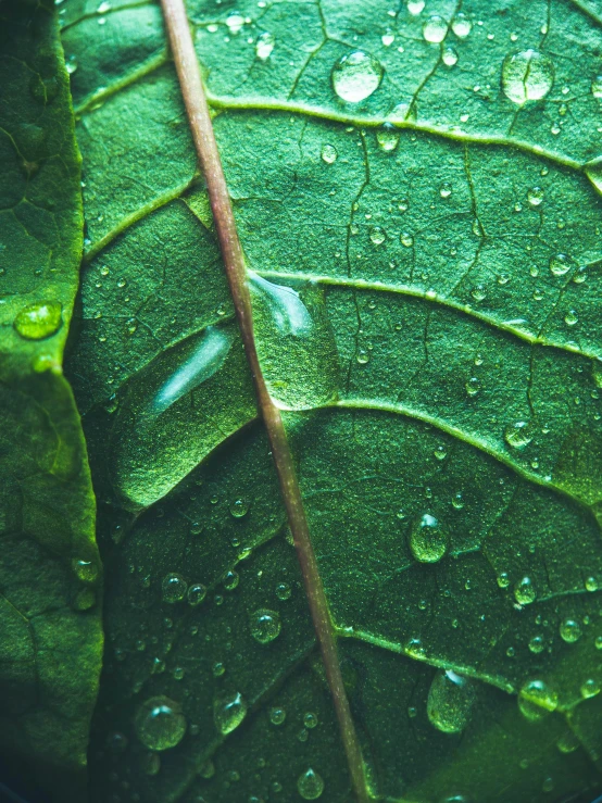 a close up of a leaf with water droplets on it, inspired by Elsa Bleda, unsplash, renaissance, 🍸🍋, profile image, multiple stories, it\'s name is greeny