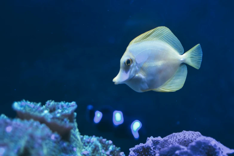 a close up of a fish in an aquarium, pexels contest winner, a photo of the ocean, looking to the right, marine microbiology, butterflyfish