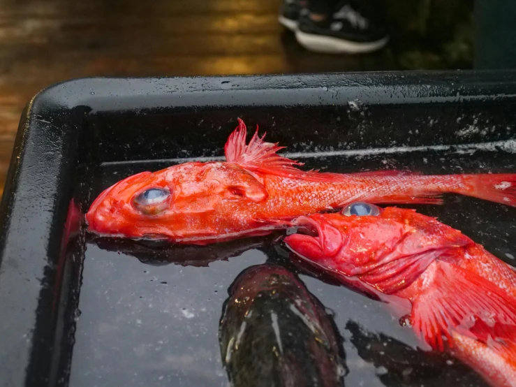 a red fish sitting on top of a black tray, kahikatea, exterior shot, deep sea creatures, two male