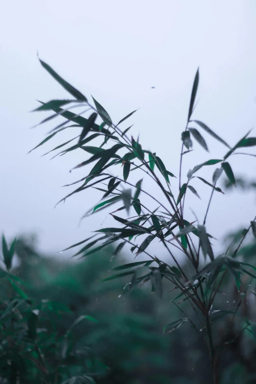 a close up of a plant with green leaves, unsplash, environmental art, heavy rain and mist, bamboo, late summer evening, photograph 3 5 mm