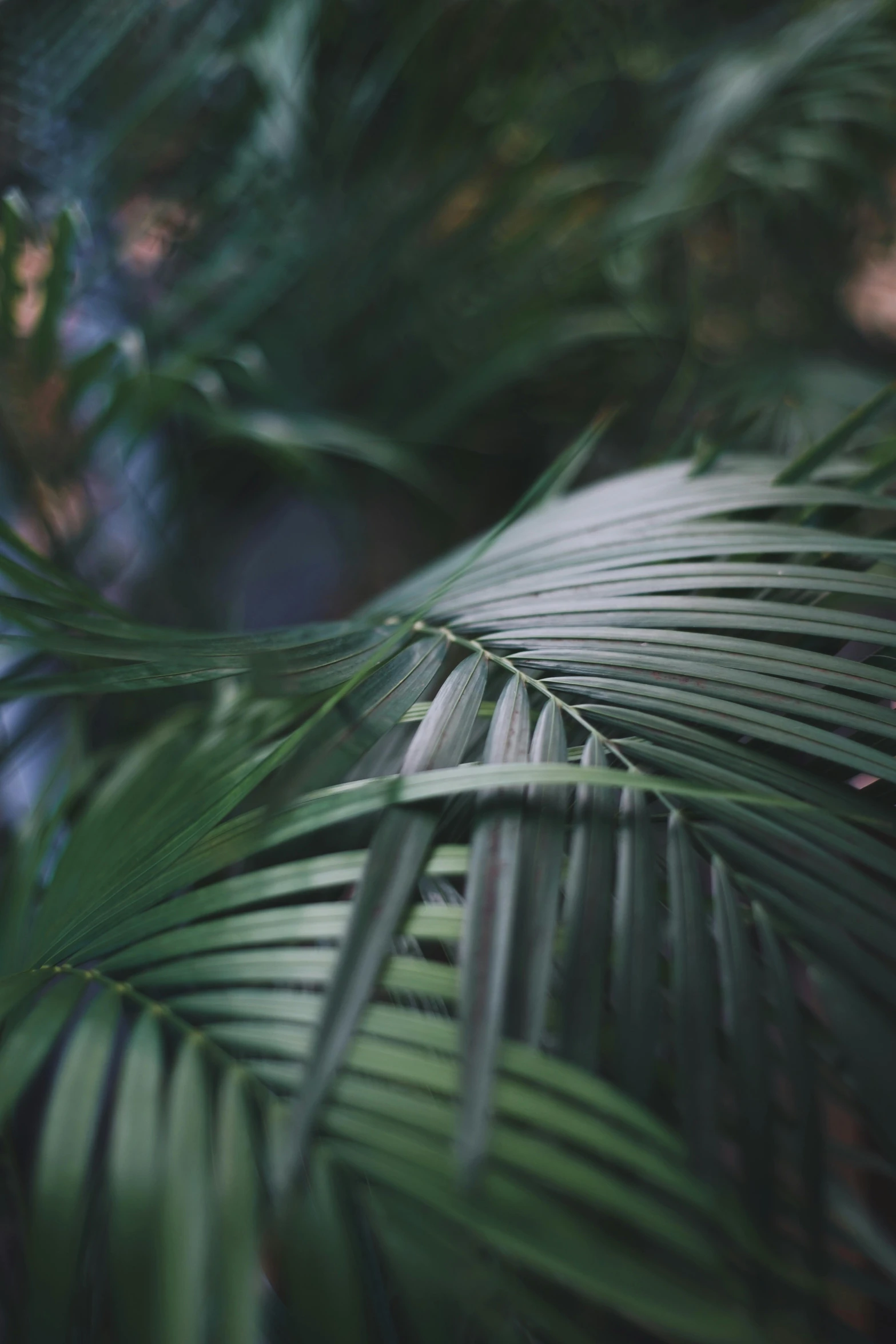 a close up of the leaves of a palm tree, inspired by Elsa Bleda, unsplash, paul barson, soft vinyl, high angle shot, multiple stories