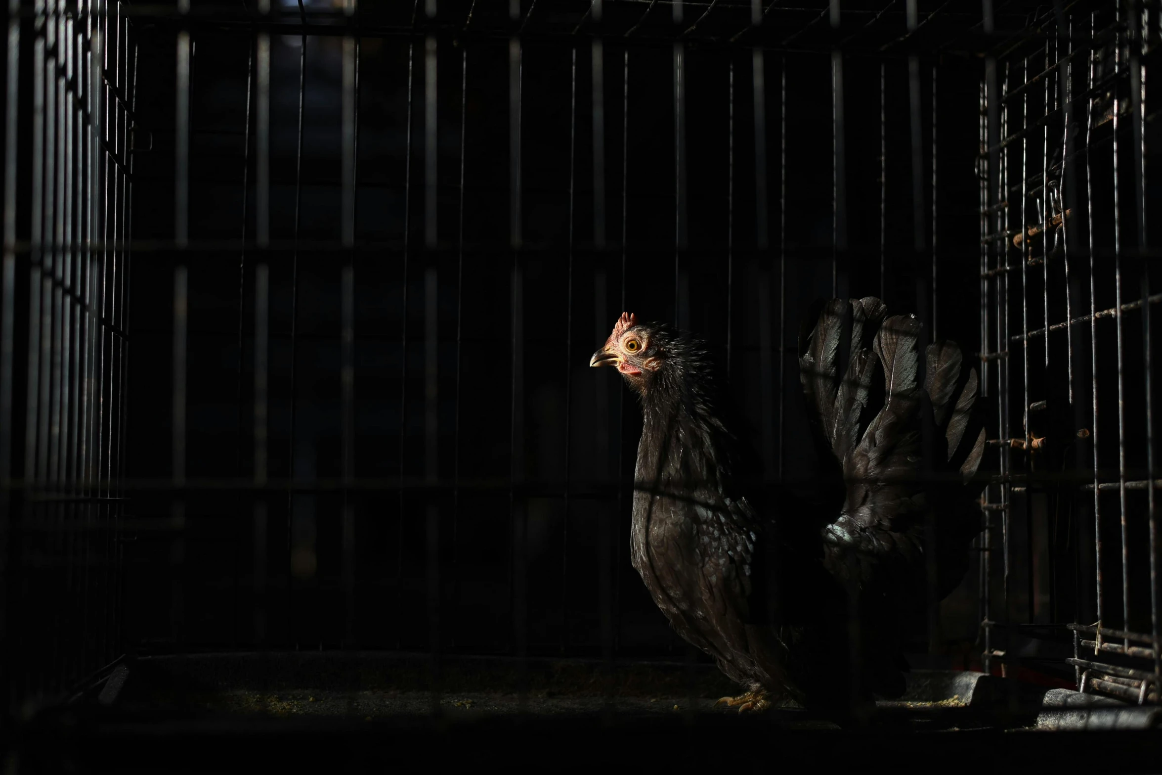 a couple of men standing next to each other in a cage, by Jan Tengnagel, pexels contest winner, realism, chicken, with a black dark background, hashima island, lone female