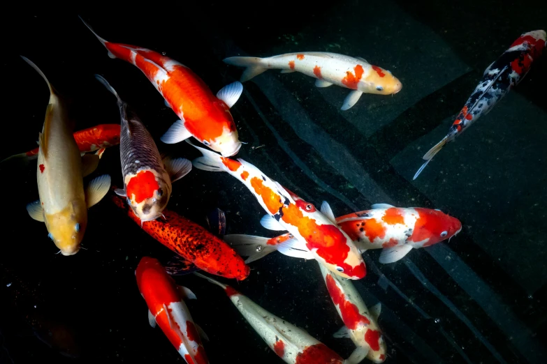 a group of koi fish swimming in a pond, a portrait, by John Murdoch, trending on unsplash, photorealism, red black white golden colors, aisles of aquariums, taken with sony alpha 9, 🦩🪐🐞👩🏻🦳