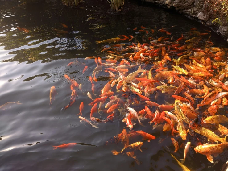 a group of koi fish swimming in a pond, unsplash, fan favorite, golden fish in water exoskeleton, 2000s photo, al fresco