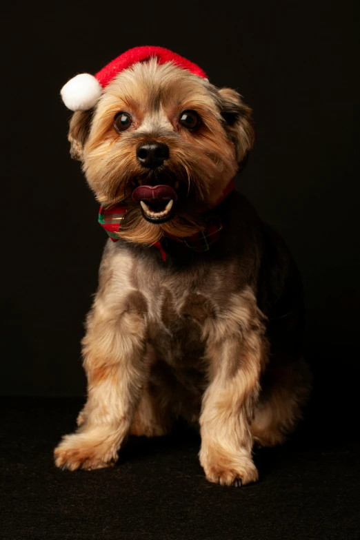 a small dog wearing a santa hat on a black background, a portrait, by Peter Churcher, square, pose 4 of 1 6, university, studio lit
