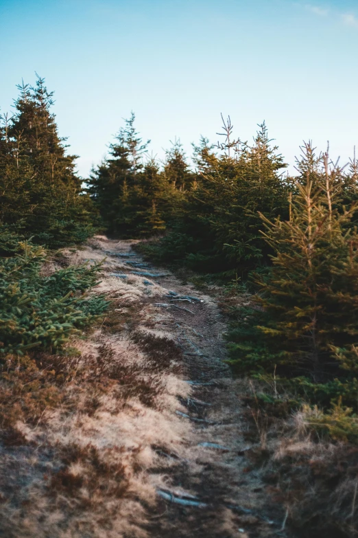 a dirt road in the middle of a forest, an album cover, by Jesper Knudsen, unsplash, hillside, evergreen, without text, warm light