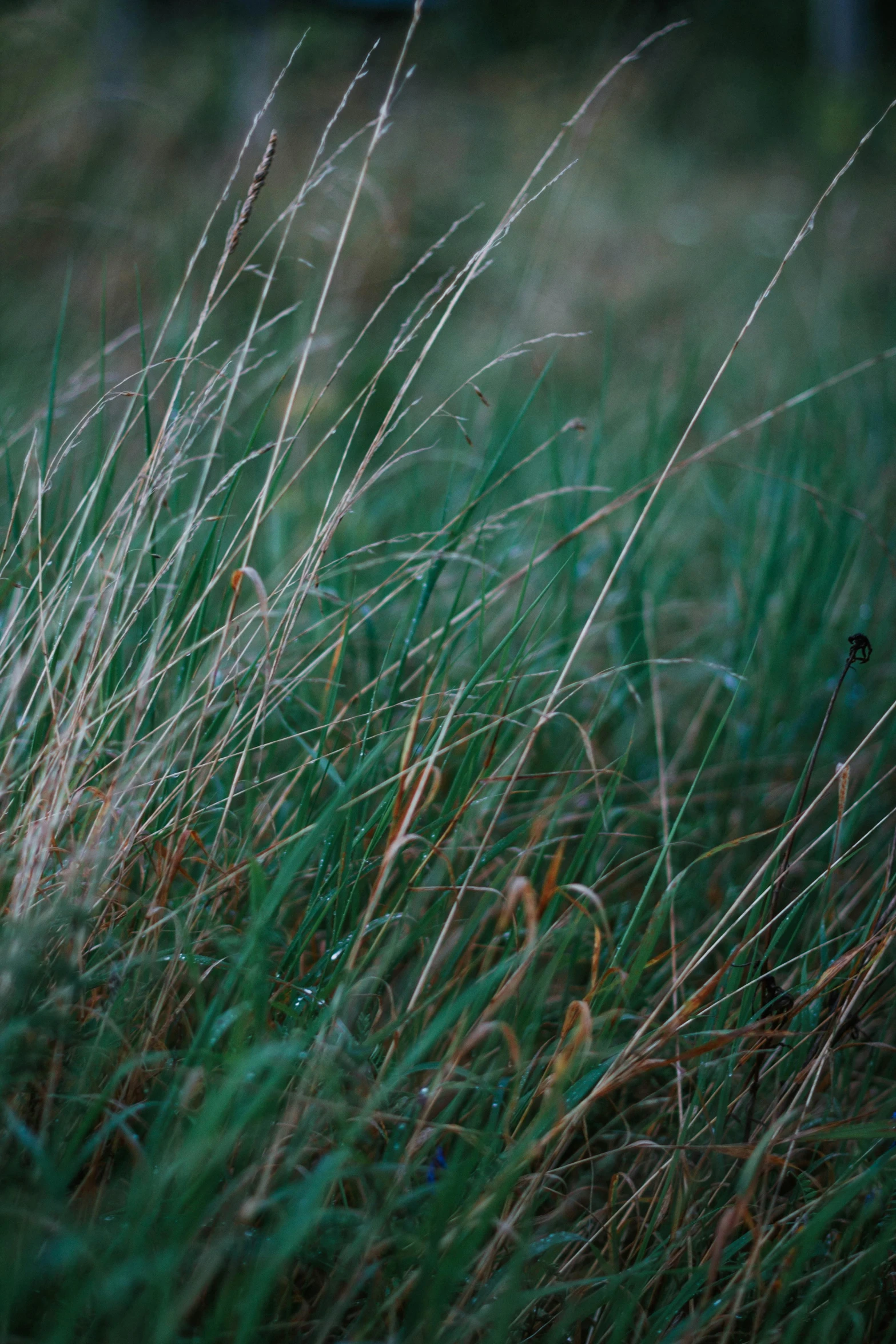 a fire hydrant in the middle of a grassy field, an album cover, inspired by Elsa Bleda, unsplash, australian tonalism, stylized grass texture, zoomed in shots, muted colors. ue 5, long thick grass