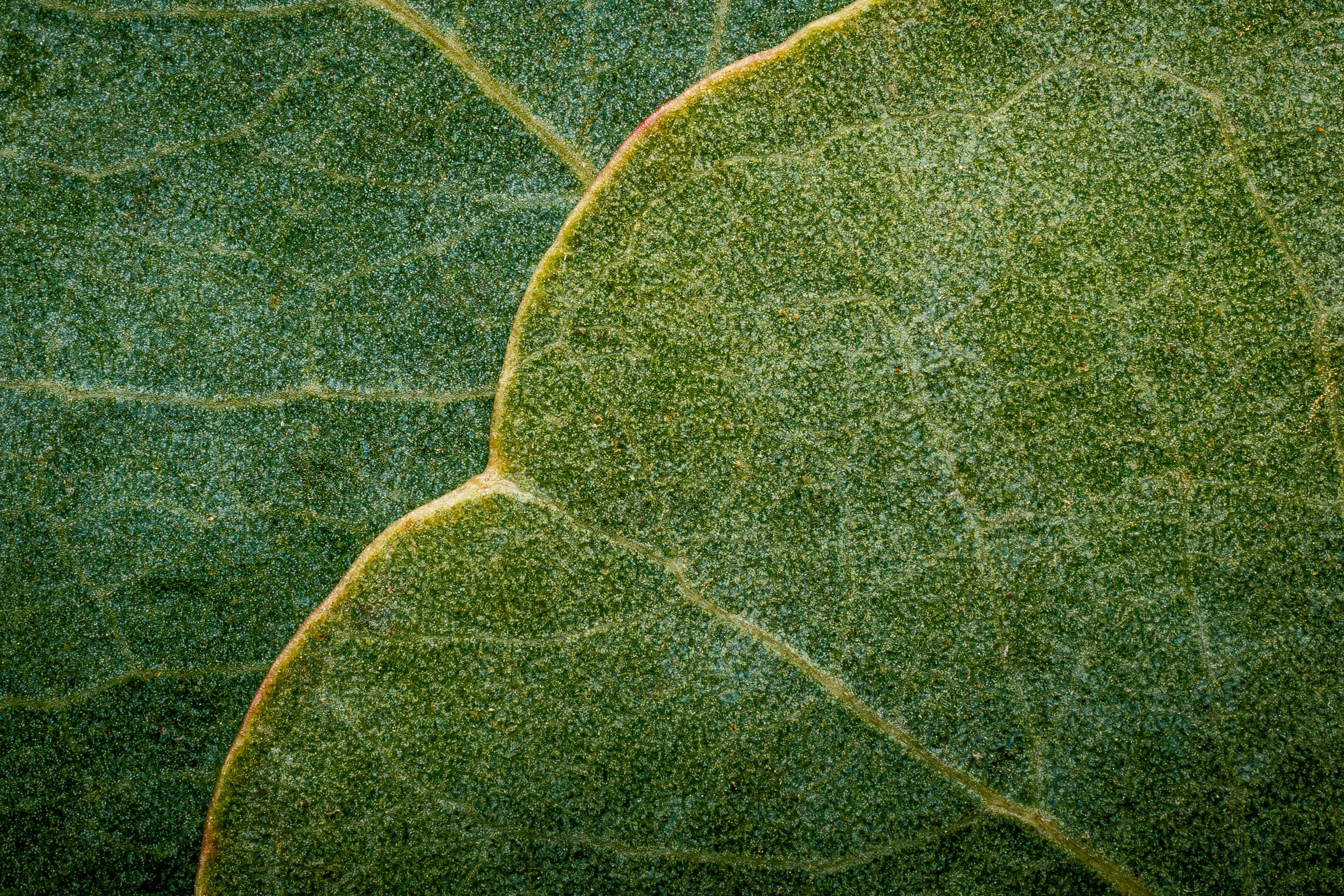a close up of a leaf of a plant, a macro photograph, inspired by Jan Rustem, unsplash, renaissance, granular detail, panels, curvilinear, salvia
