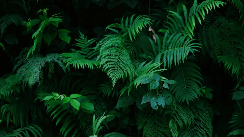 a fire hydrant sitting in the middle of a lush green forest, inspired by Elsa Bleda, pexels contest winner, hurufiyya, tree ferns, with a black dark background, botanical herbarium, verdant plants green wall