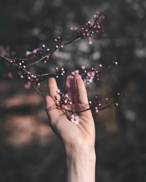 a person holding a flower in their hand, trending on pexels, branches, the non-binary deity of spring, instagram picture, background image