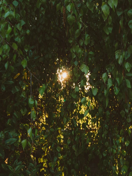 the sun shines through the leaves of a tree, inspired by Elsa Bleda, overgrown greenery, unsplash photography, weeping willows, taken with kodak portra