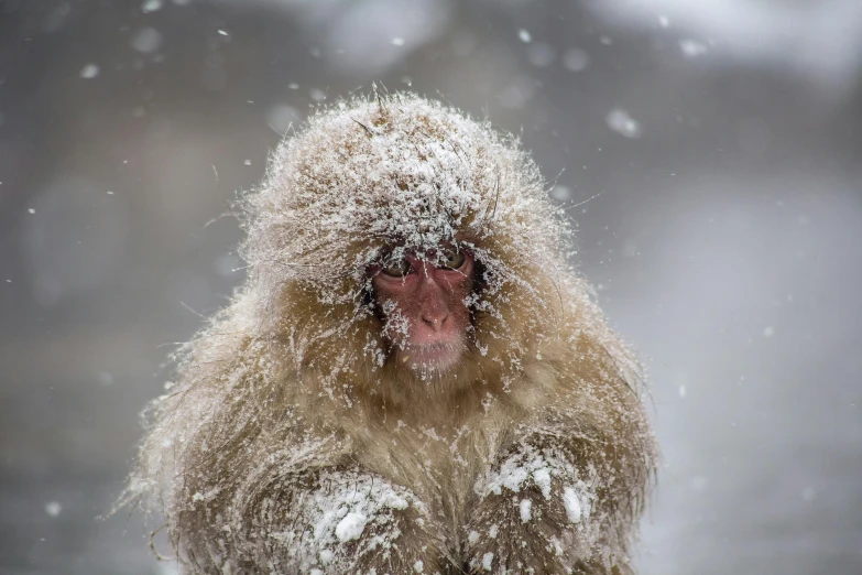 a monkey that is sitting in the snow, a picture, inspired by Kanō Naizen, unsplash contest winner, lpoty, national geographic ”, mint, hyperdetailed