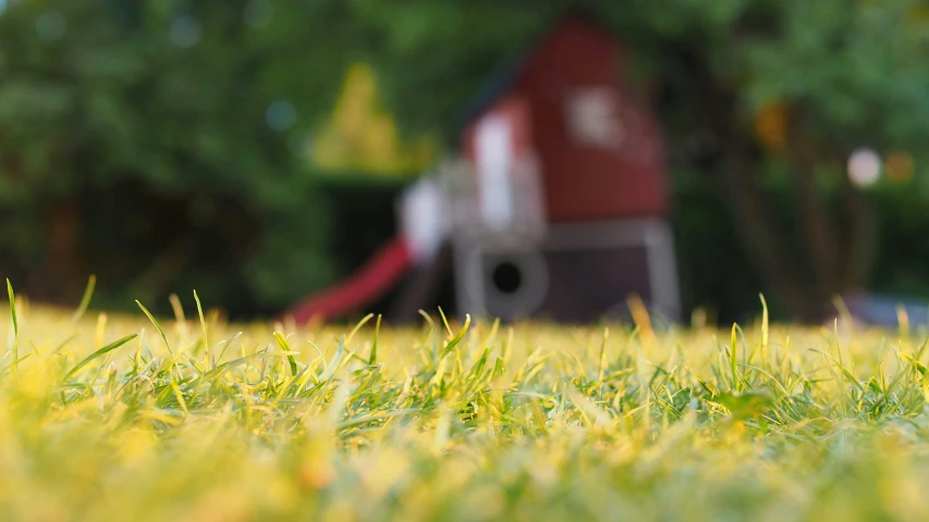 a dog that is standing in the grass, a tilt shift photo, by Adam Marczyński, photorealism, red barn in distance, toy photo, yellow and red, closeup photograph