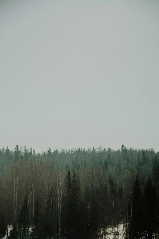 a group of people riding skis on top of a snow covered slope, unsplash, tonalism, sparse pine forest, green smoggy sky, early spring, ((trees))