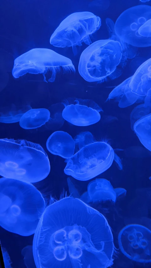 a group of jellyfish swimming in an aquarium, by Matt Cavotta, pexels, blue neon, jelly - like texture, iu