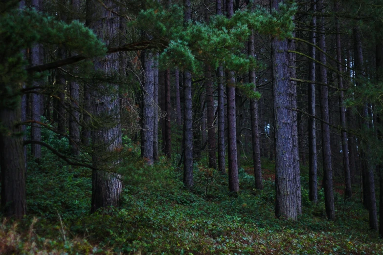 a red fire hydrant sitting in the middle of a forest, an album cover, inspired by Elsa Bleda, unsplash, dark pine trees, distant hooded figures, long violet and green trees, photograph captured in a forest